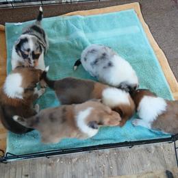 Collie puppies from Desert Kennels