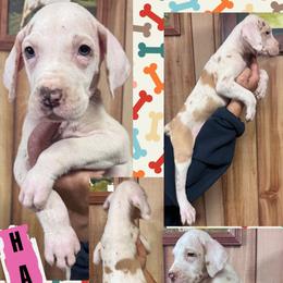 HAZEL - Chocolate and white female Great Dane puppy in Wellsville, New York from Prophecy Danes