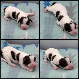Girl 5 - Parti female Poodle puppy in Wheatland, California from Sapphire Ridge Poodles