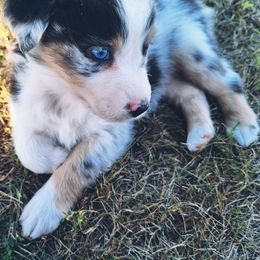 Timber - Blue merle female Australian Shepherd puppy in Sioux Falls, Sd Area, South Dakota from Diamond Aussies N the Rough