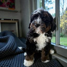 Cleo - Tri-color female Bernedoodle puppy in Tucson, Arizona from Adored Poodle & Doodles
