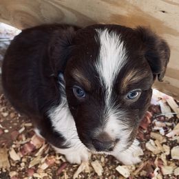 Australian Shepherd Puppies from Whitney Hill Aussies
