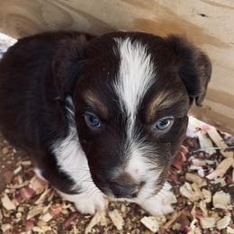Australian Shepherd Puppies from Whitney Hill Aussies
