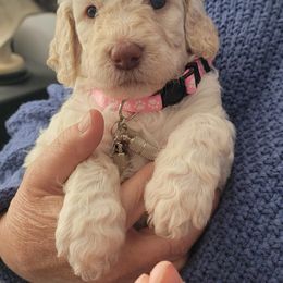 Labradoodle Puppies from Allandale Acres