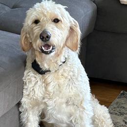 Myrtle - Goldendoodle