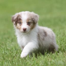 Dragon Fruit - Red merle male Australian Shepherd puppy in Springville, Alabama from Cross Creek Aussies