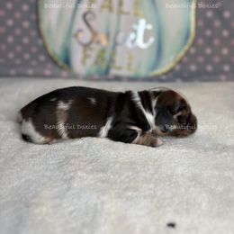 Mochi - Dapple male Dachshund puppy in Washington from Beautiful Doxies