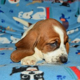 Basset Hound and Bloodhound Puppies from Out Law Hounds Den