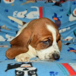 Basset Hound and Bloodhound Puppies from Out Law Hounds Den