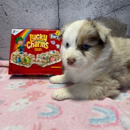 Charms - Red merle female Australian Shepherd puppy in Warsaw, Missouri from Siercks Ranch Aussies