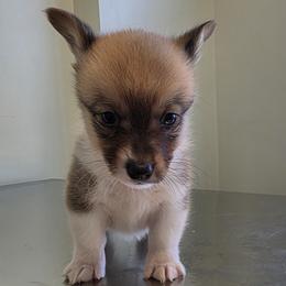 Boy 2 - Red male Pembroke Welsh Corgi puppy in Unicoi, Tennessee from East Tennessee Clark Corgis