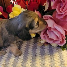 Dachshund Puppies from CLARK'S BREEDING PROGRAM