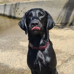Labrador Retrievers from Feywild Kennels