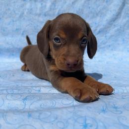 Beagle Boy - Brown male Beagle puppy in Galax, Virginia from Dells  Dachshund’s