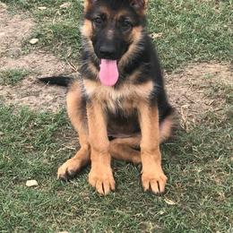 German Shepherd Puppies from Semper Fi K9 Montana