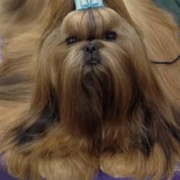 Aramis - Shih Tzu
