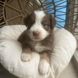 Jane - Red tri-color female Australian Shepherd puppy in Grants Pass, Oregon from Carmel Mountain Aussies