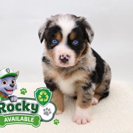 Rocky - Blue merle male Miniature Australian Shepherd puppy in Apache Junction, Arizona from Circle T Mini Aussies