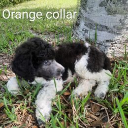 Orange collar - Parti male Poodle puppy in Hernando, Florida from Loveablepoodles