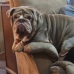 Vinny - Bulldog