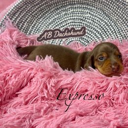 Expresso - Chocolate and tan female Dachshund puppy in Mesquite, Texas from AB Dachshund