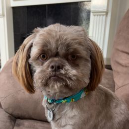 Shih Tzu All Grown Up from I Shih Tzu not Puppies of the Gulf Coast