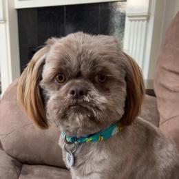 Shih Tzu All Grown Up from I Shih Tzu not Puppies of the Gulf Coast