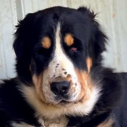 Yuvani - Central Asian Shepherd Dog
