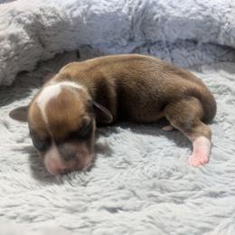 1 - Thunder Storm - Cream female Dachshund puppy in Central Point, Oregon from MRS Long Dog Ranch