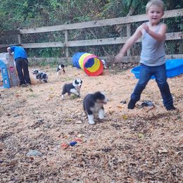 Australian Shepherd and Golden Retriever Puppies from Barking Creek Ranch