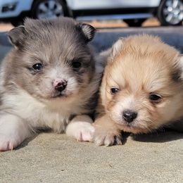 Pomeranians from Piney Woods Pomeranians