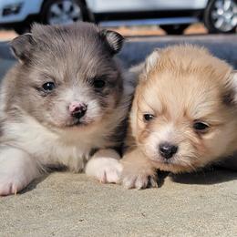 Pomeranians from Piney Woods Pomeranians