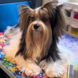 Camille - Biewer Terrier