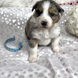 Tally - Blue merle female Australian Shepherd puppy in Vail, Iowa from Homegrown Huskies