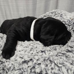 Black Male 2 - Black male Labrador Retriever puppy in Conway, Missouri from Patton's Triple Pine Farm