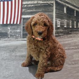 Poodle Puppies from Red Barn Moyen Poodles
