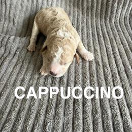 Cappuccino - Cream male Cavapoo puppy in Sherwood, Michigan from Patrick's Puppies