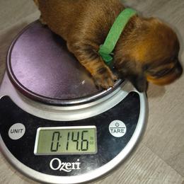 Carmel - Chocolate and tan male Dachshund puppy in Hollis, Oklahoma from Write Breed Doxies