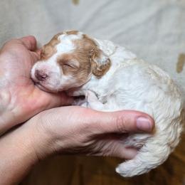 Raphael - Parti male Poodle puppy in Springfield, Oregon from Valaurah Farms