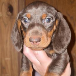 Alvin - Chocolate and tan male Dachshund puppy in Goldthwaite, Texas from Mini Mama Dachshunds