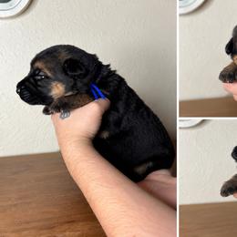 Quade - Black and red male German Shepherd puppy in Florida from Best Shepherds
