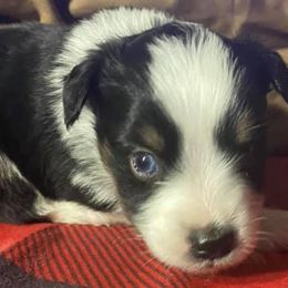 Miniature Australian Shepherds and Toy Australian Shepherds from Copper  Star Aussies