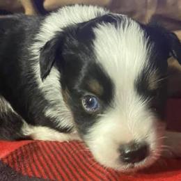 Miniature Australian Shepherds and Toy Australian Shepherds from Copper  Star Aussies