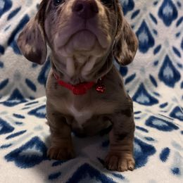 Dachshund Puppies from Victoria’s Dachshunds