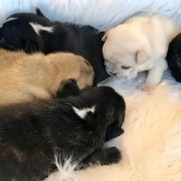 French Bulldogs from Pendrake Frenchies