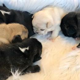 French Bulldogs from Pendrake Frenchies