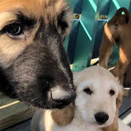 Afghan Hounds from Tazhi-Go-Afghan Hounds