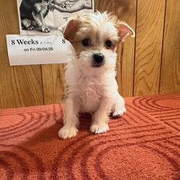 Boy 1: Jack - Parti male Yorkshire Terrier puppy in Bear Creek, North Carolina from Yorkie Time
