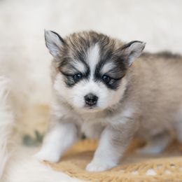 Pomsky Puppies from Hill Tribe Pomskies