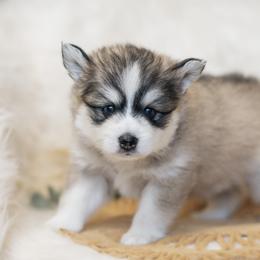 Pomsky Puppies from Hill Tribe Pomskies